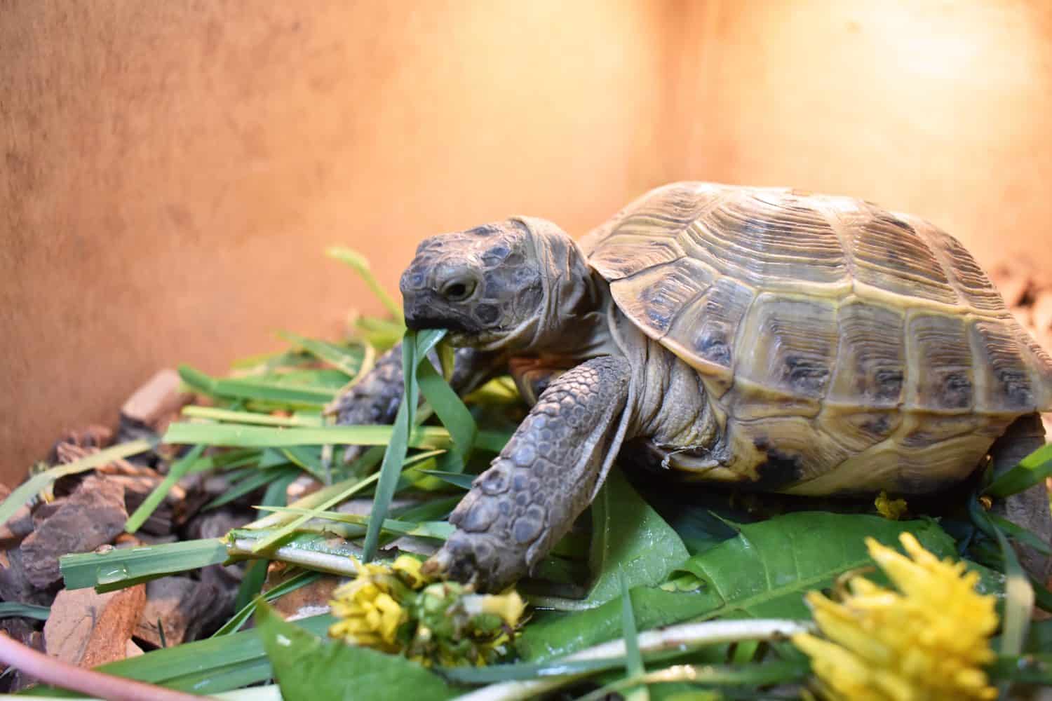 A small Central Asian tortoise sits in a wooden terrarium. Animal eats green succulent grass and dandelion flowers. Summer ration turtle. Care at home. 