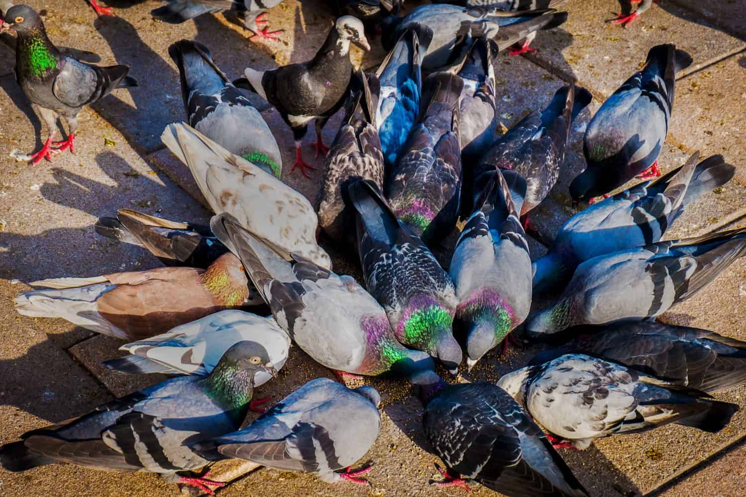 A flock of ferral pigeons are feeding frenzy on birdseed