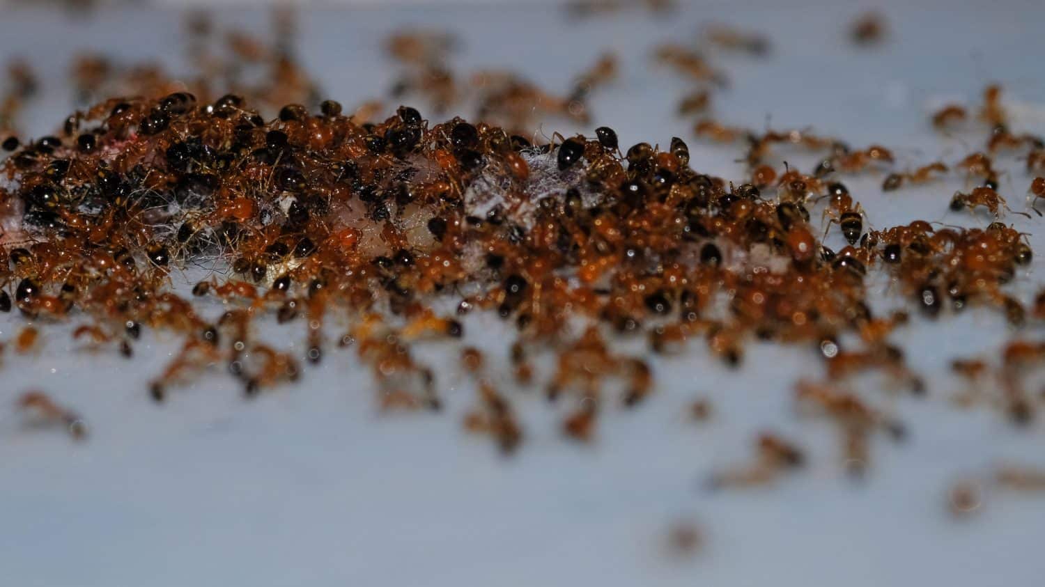 Clustering ants close up, Argentine ants (Linepithema humile) feeding on food scraps.