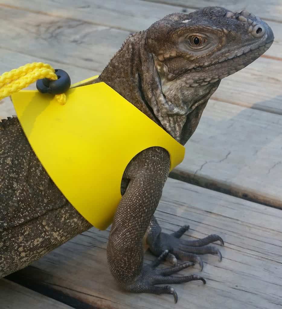 Rhino Iguana (cyclura cornuta) in OgleRpets Leash