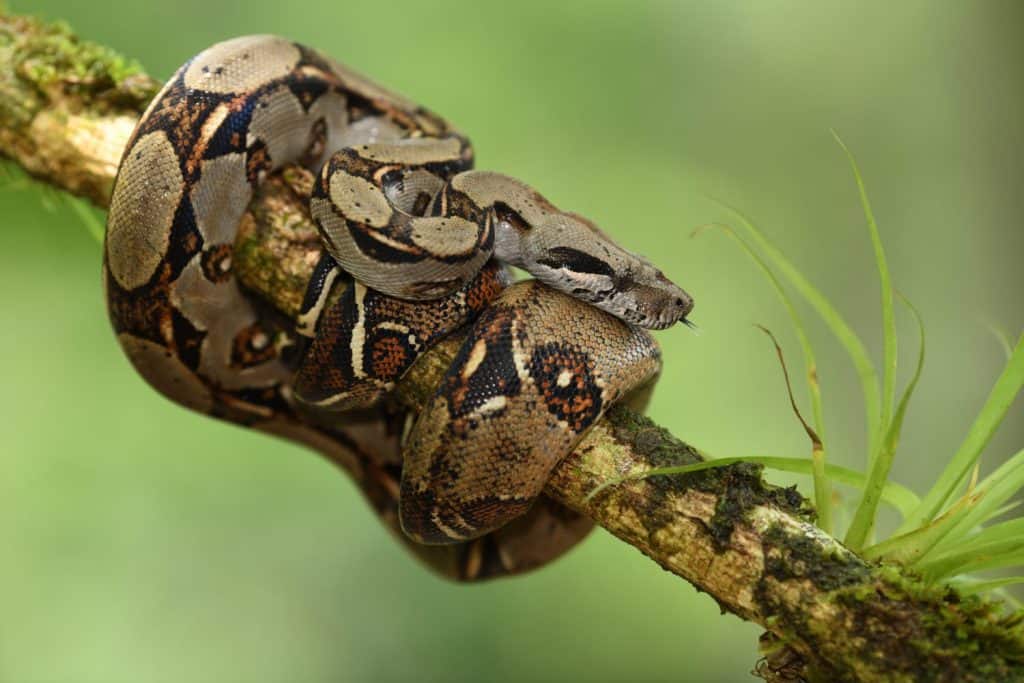 Boa imperator snake on branch