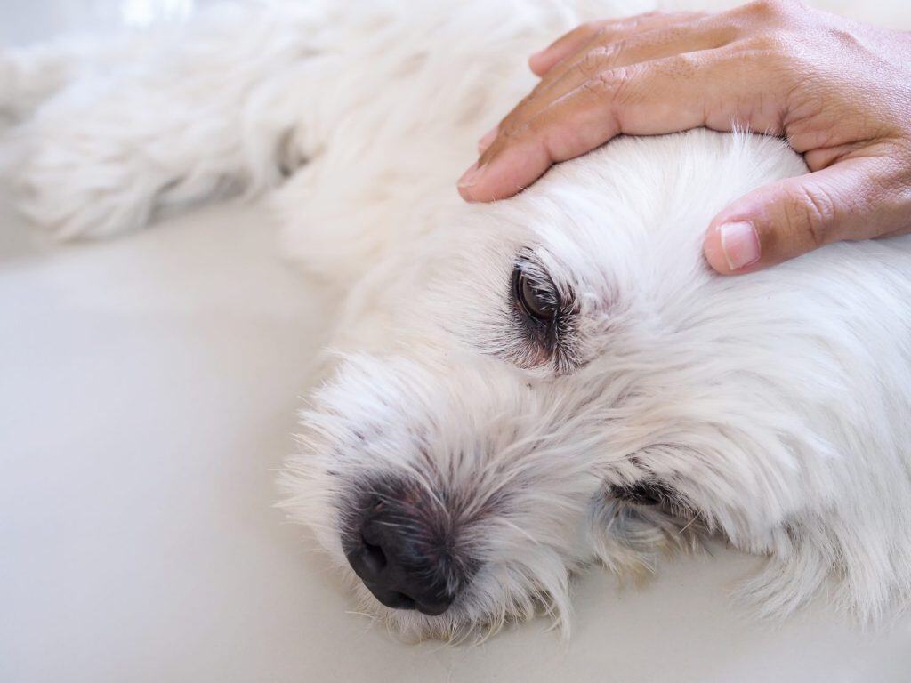 owner used hand massage on pet head. white dog is sick and sleeping on floor, Caring for pets with love and care.