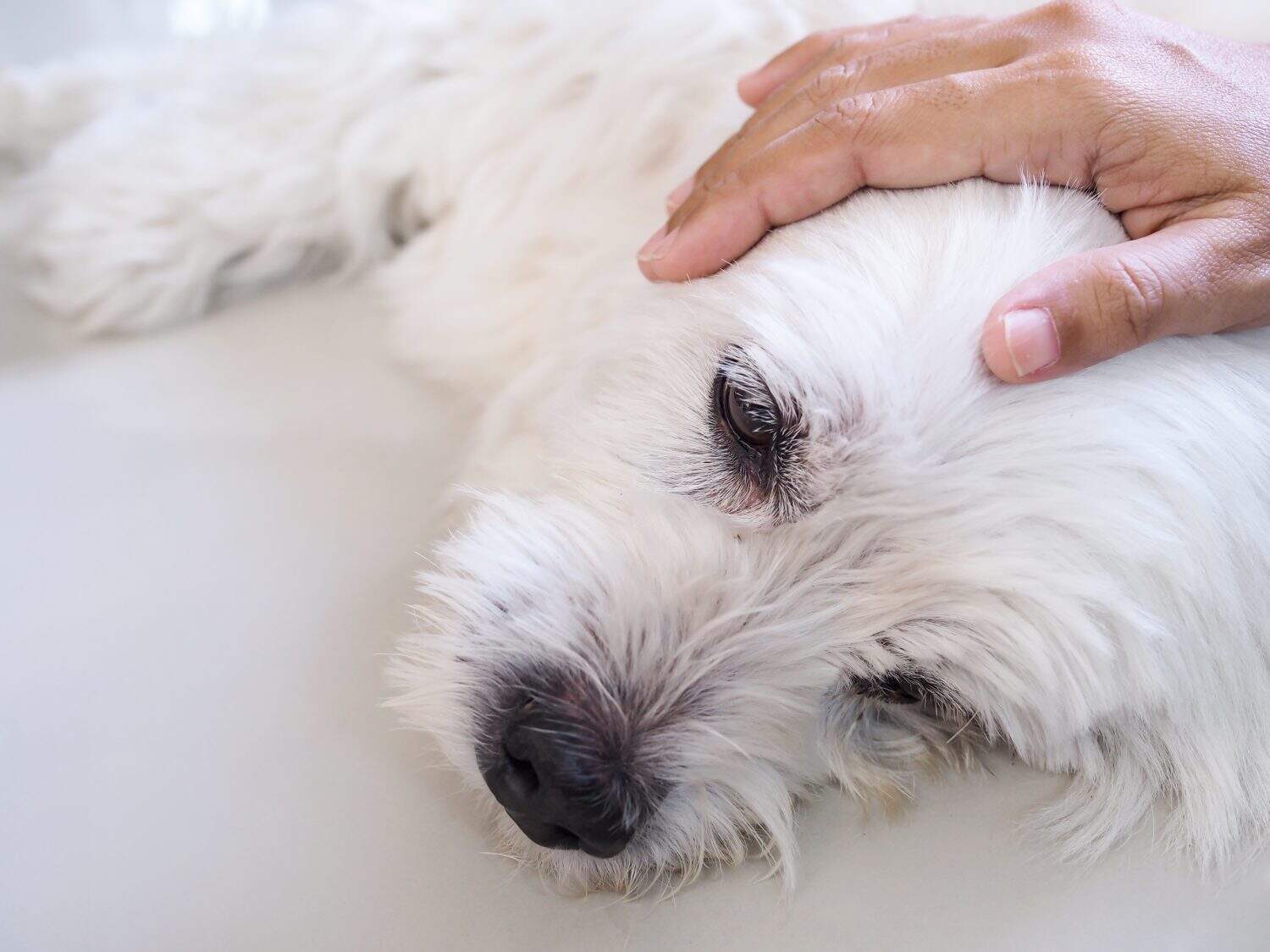 owner used hand massage on pet head. white dog is sick and sleeping on floor, Caring for pets with love and care.