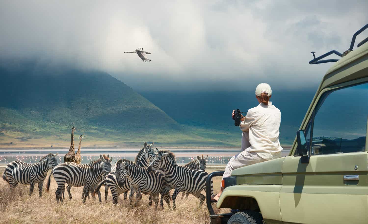 Woman tourist on safari-tour in Africa, traveling by car in Tanzania, watching wild animals and birds in the National park Ngorongoro.