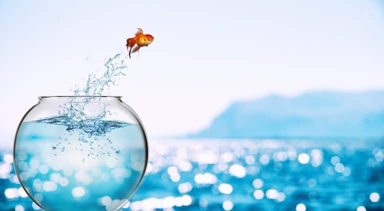 Goldfish leaps out of the aquarium to throw itself into the sea