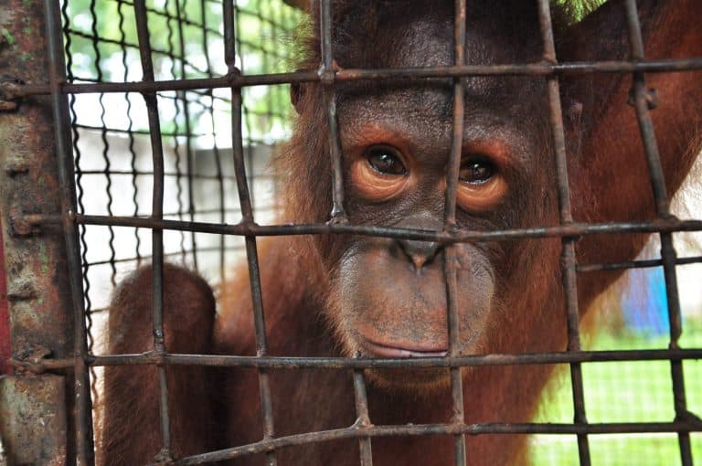 Orangutan, it is in the cage.