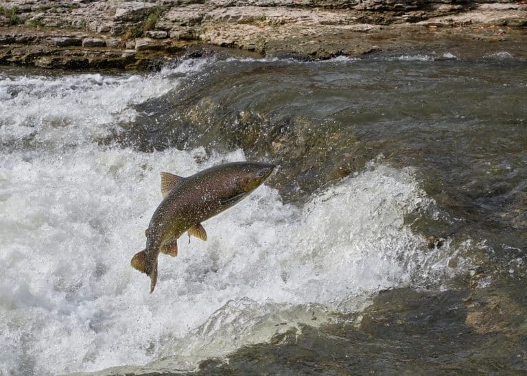 A chinook salmon jumps up a ledge in the Ganaraska River as it swims upstream in the fall to lay eggs.