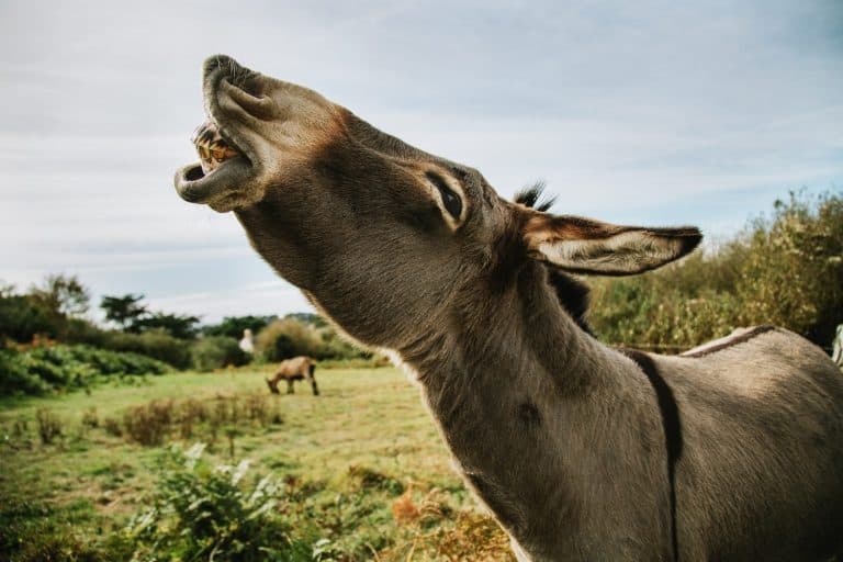 Smiling donkey in the nature showing his dirty teeth. Donkey on the lawn.