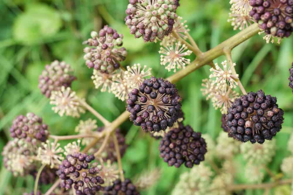 Oudo, spikenard or udo (Aralia cordata) in japanese autumn