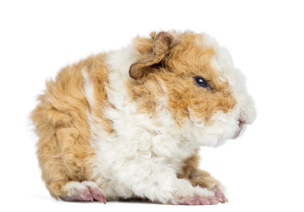Baby Alapaca Guinea Pig, 1 day old, isolated on white