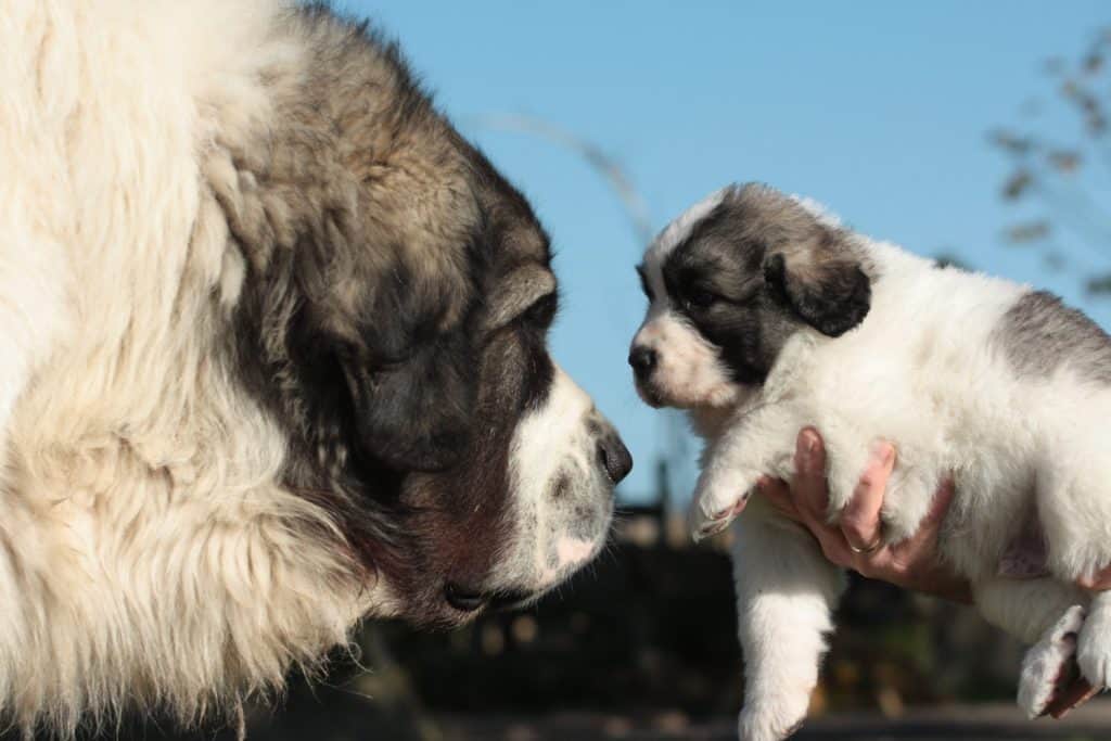 Father dog meets little son.