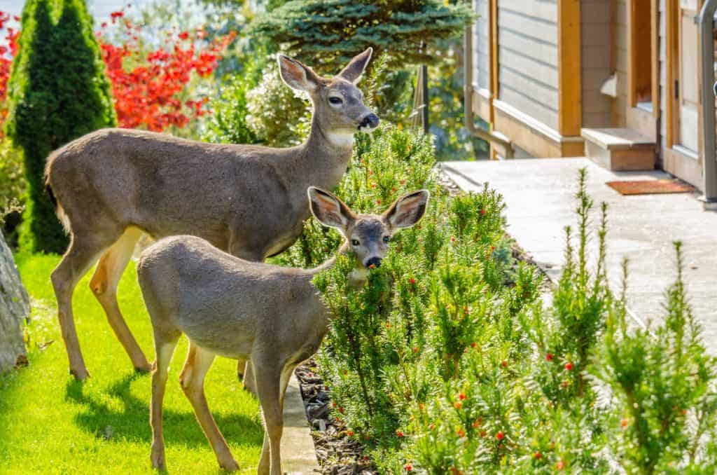 Deer family in urban neigbourhood in Vancouver, Canada.