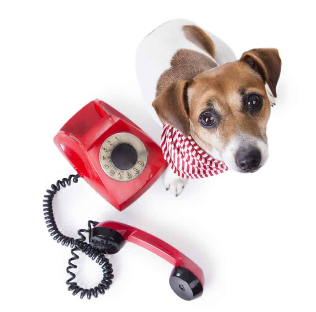 Beautiful dog with a stylish striped scarf sitting next to red retro telephone. Studio shot. white background. looking up to bottom. Call center