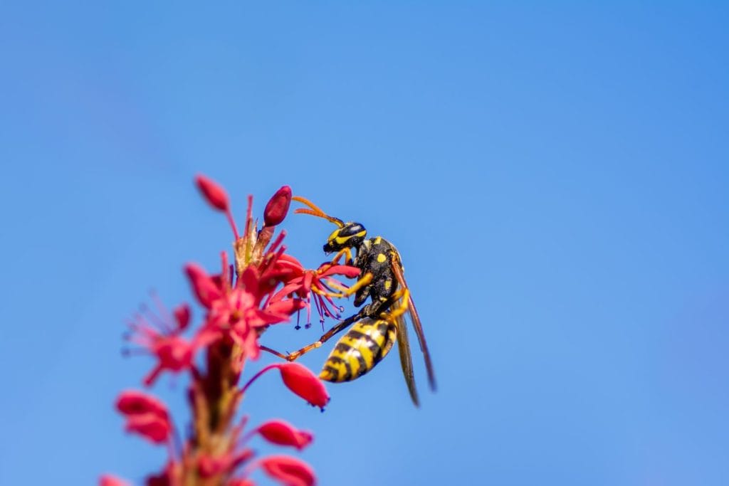 Macro of a wasp on the blossoms of a persicaria flower