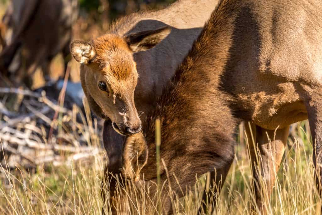 Baby elk grazing in the Yellowstone National Park