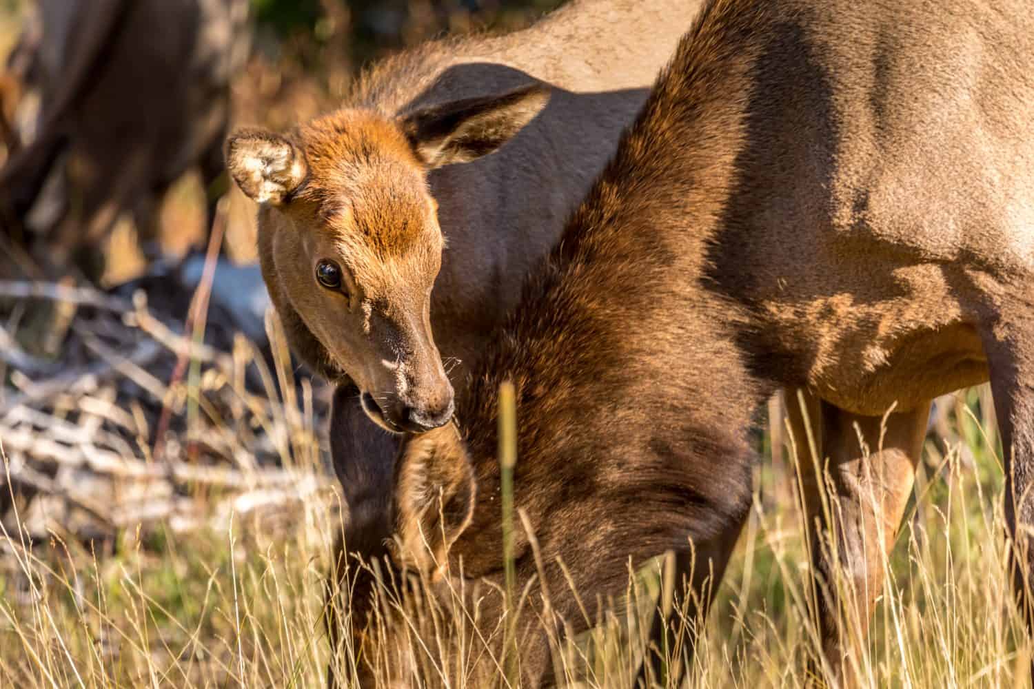 Baby elk grazing in the Yellowstone National Park
