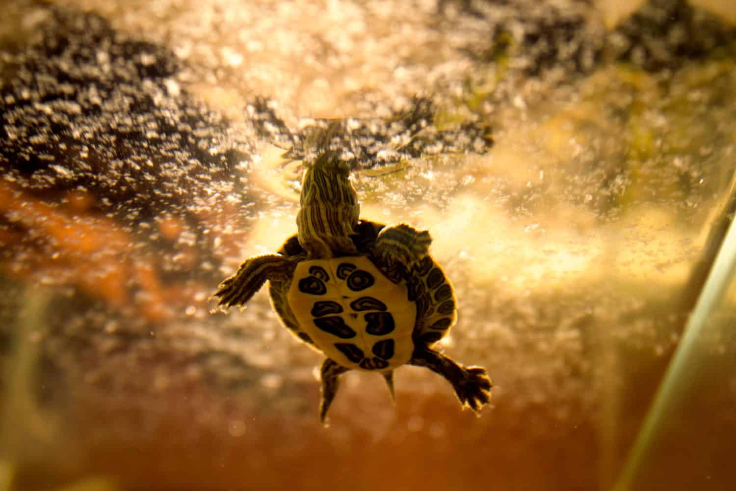 red-eared turtle swims in an aquarium
