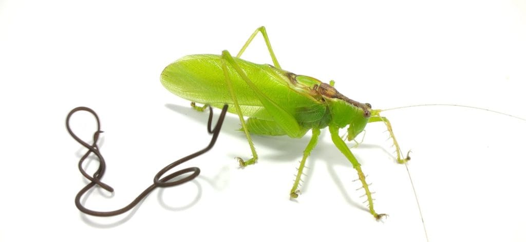 A Ensifera with larva parasite, or Nematomorpha, sometimes called Gordiacea, and commonly known as horsehair worms or Gordian worms are a phylum of parasitoid animals.