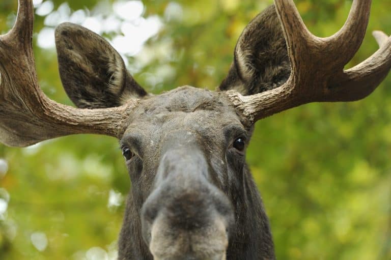 Close up of a moose head