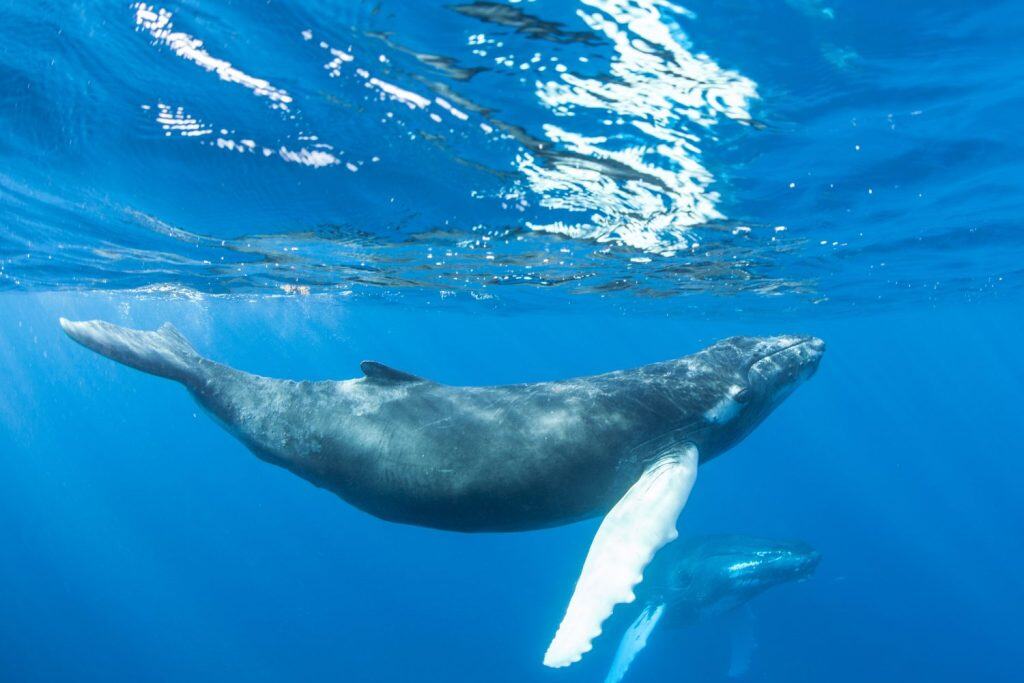 A young Humpback whale (Megaptera novaeangliae) swims at the surface of the Caribbean Sea, near where it was born. The calf will soon migrate north with its mother to feeding grounds off New England.
