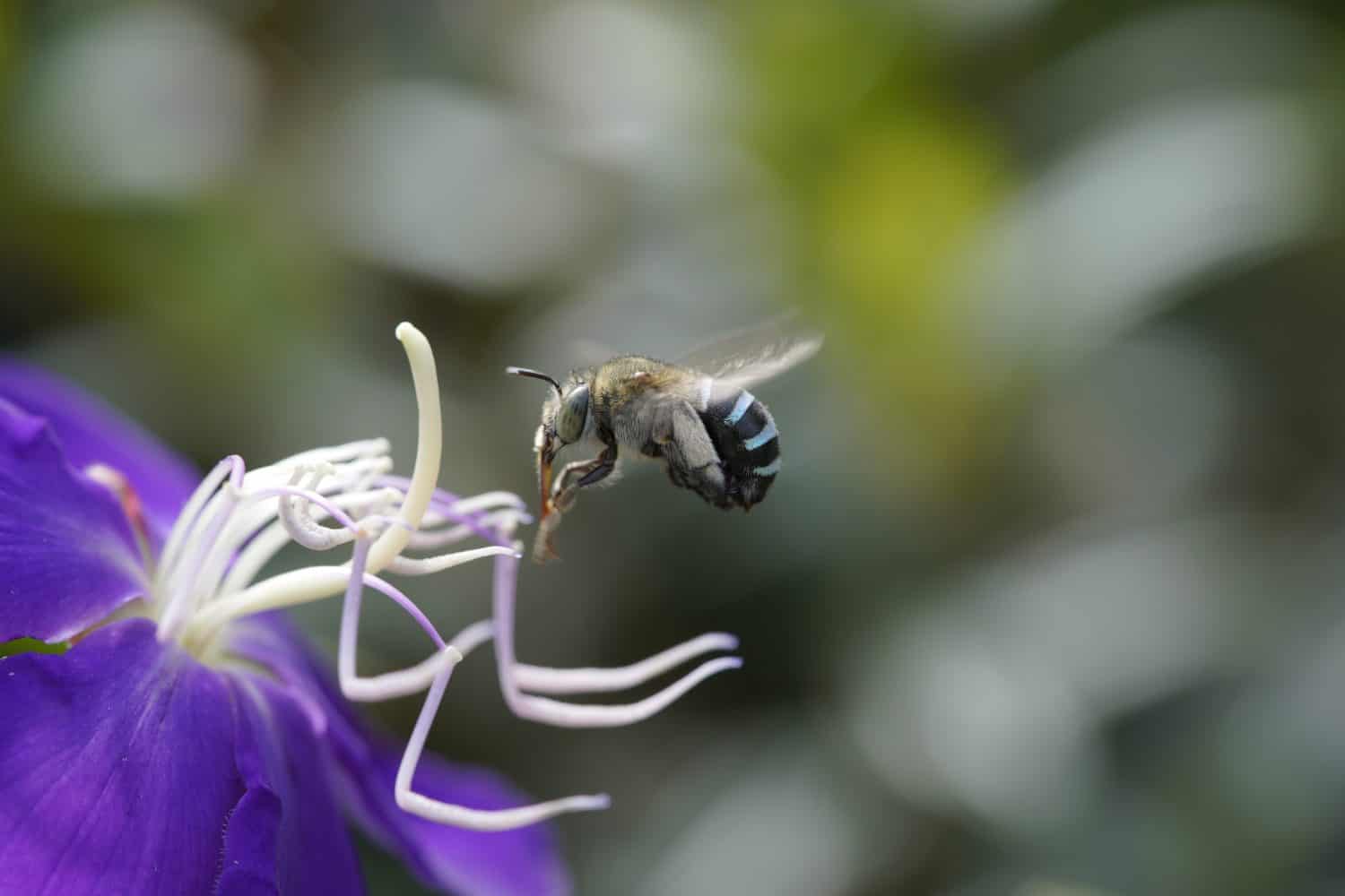 The bees of South East Asia pollinating spring blossoms