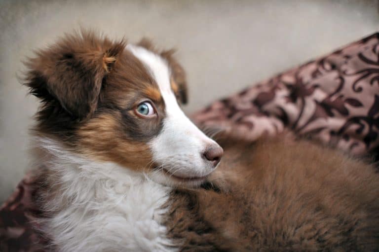 Australian shepherd puppy with mischievous look, laying in its dog bed, shallow DOF - soft focus. Side view of three months old dog at home.