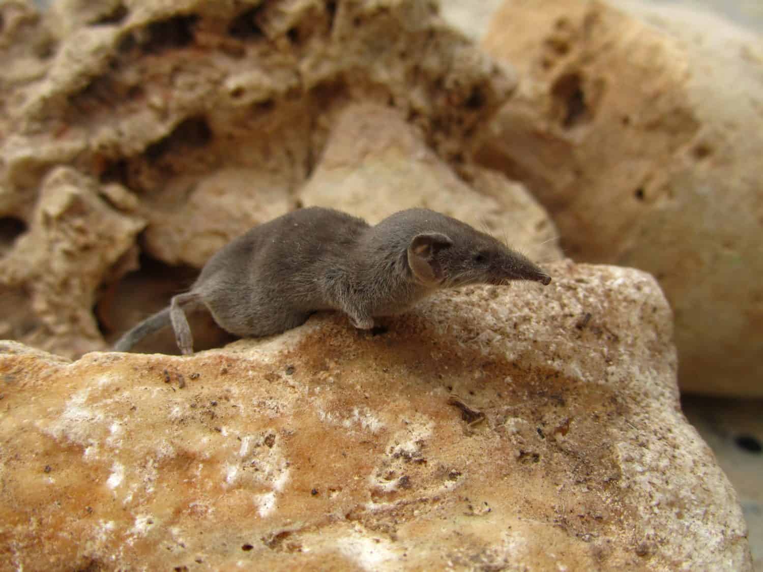 A closeup shot of a grey white-toothed pygmy shrew in Maltese Islands