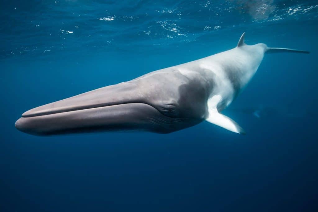Whales swimming underwater - Dwarf Minke Whale