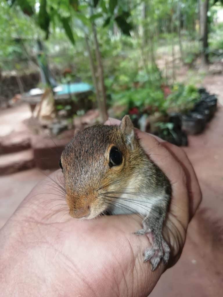 Indian squirrel cutest pet wild squirrel
