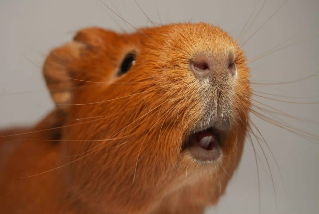 in the photograph you can see a beautiful guinea pig