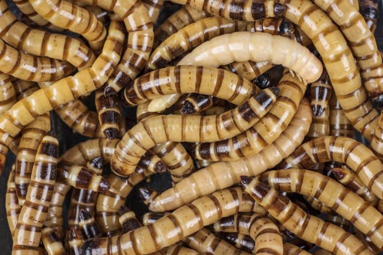 larvae Zophobas morio, superworm, zophobas. The view from above.