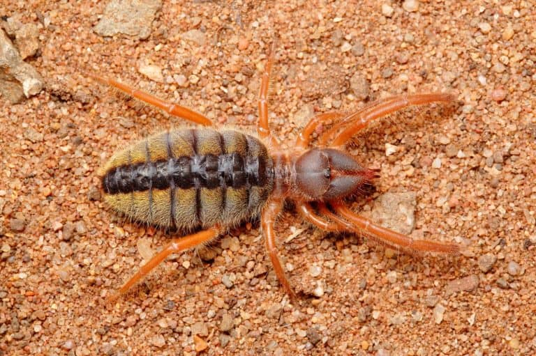 The camel spider (Solpugema sp.) from Ndumo Game Reserve, South Africa