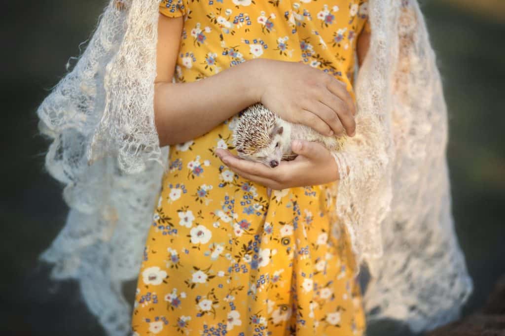 hedgehog in the hands of a girl on a yellow background in the Park