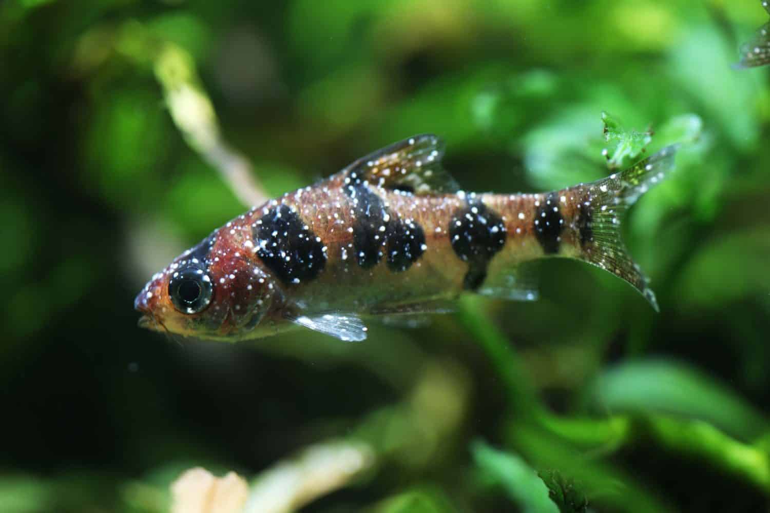 Snakeskin Barb with Ich or white spot disease (Ichthyophthirius multifiliis)