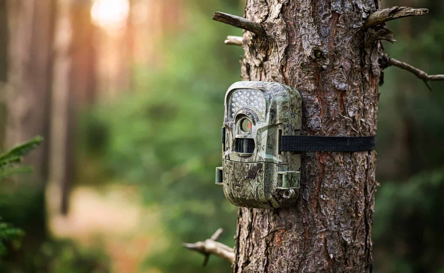 Camera trap or photo cameras mounted on pine tree in deep forest for wild animals location monitoring. copy space for text.