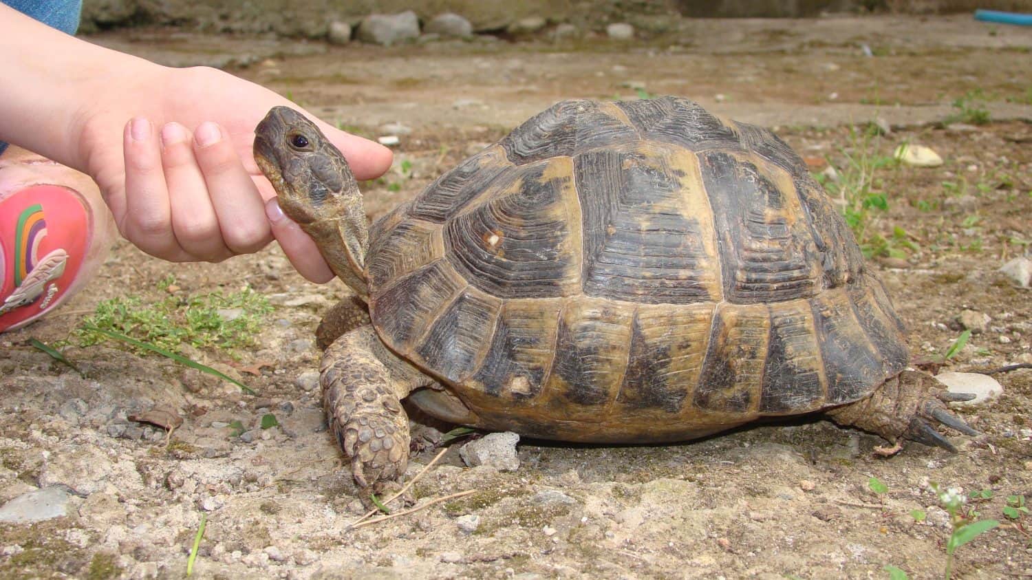 Greek tortoise, turtle.a little girl caressing a tortoise head.kid wants to become an exotic veterinarian in the future.Veterinary medicine.wildlife vet.reptiles, reptile, animals, animal, pets