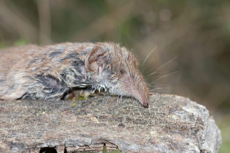 A macro closeup shot of the smallest mammal in the world known as the Etruscan shrew lying on a decaying log