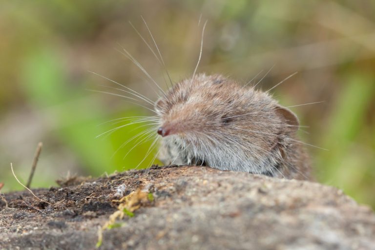 A macro closeup shot of the smallest mammal in the world known as the Etruscan shrew sitting on a rock