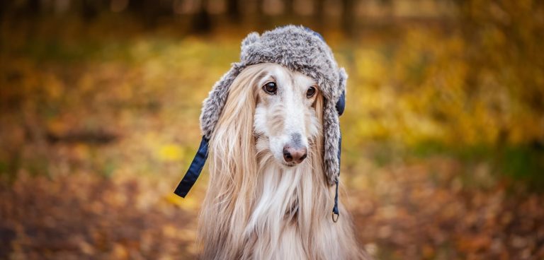 Afghan Hound