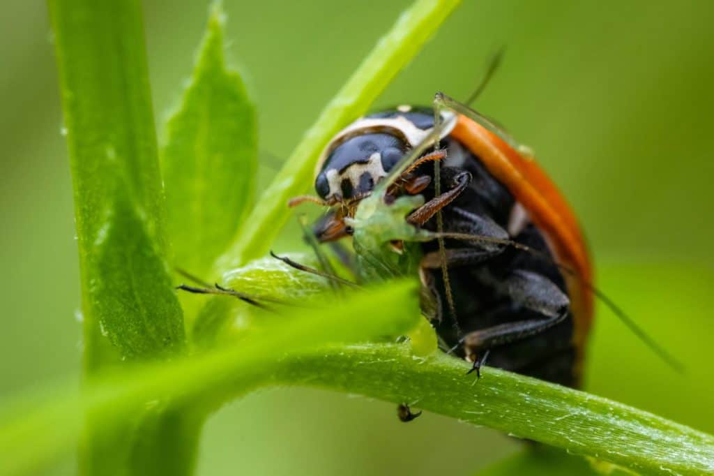 Ladybug (Coccinella septempunctata) eating its prey, which is an aphid. Macro, close up.