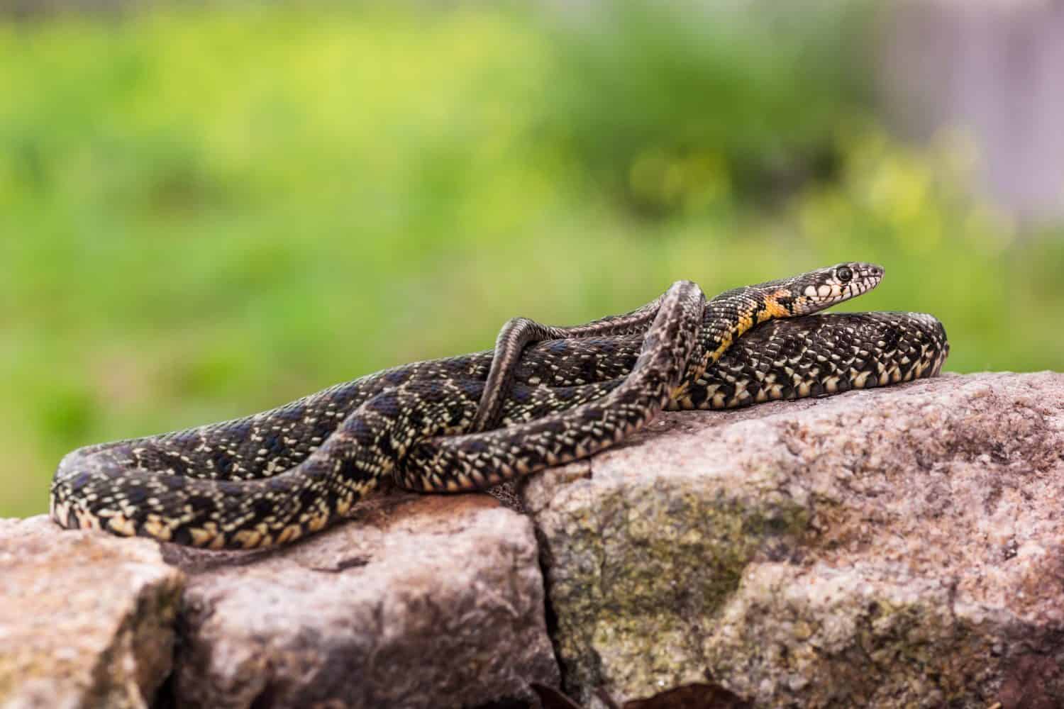 A horseshoe whip snake (Hemorrhois hippocrepis) photographed in Portugal.