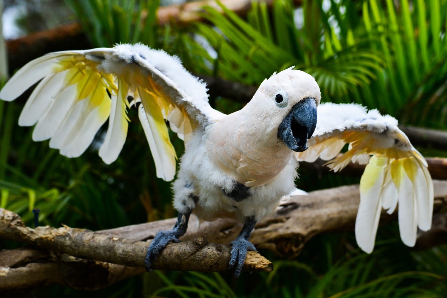Angry parrot - Scarlat Macaw 