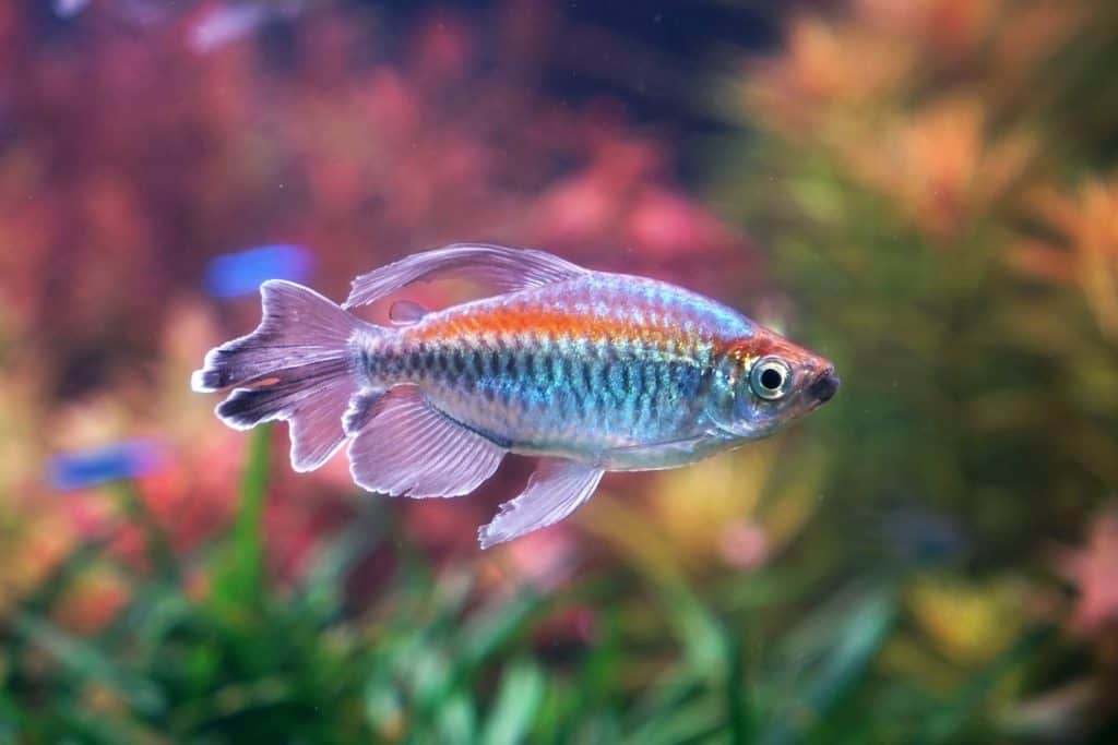 Congo tetra fish (Phenacogrammus interruptus) is a species of fish in the African tetra family, found in the central Congo River Basin in Africa. Famous aquarium ornamental fish. Soft focus