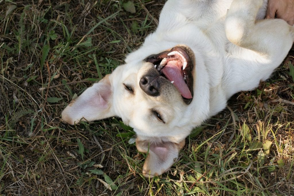 funny happy dog lying on grass sticking out tongue and rolling eyes