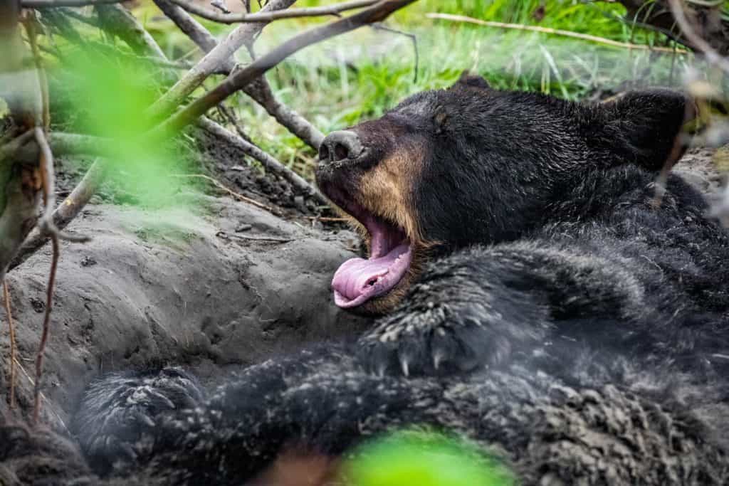 Cute looking black bear getting ready for hibernate sleeping portrait