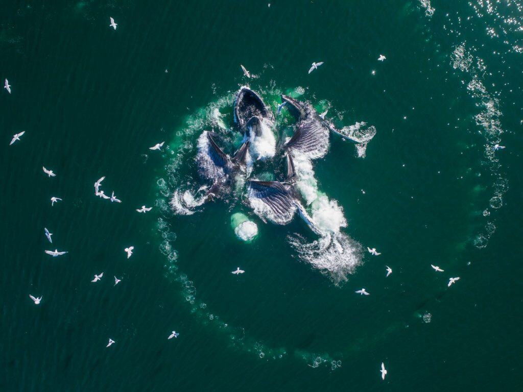 USA, Alaska, Aerial view of Humpback Whales (Megaptera novaeangliae) lunging at surface of Frederick Sound while bubble net feeding on herring shoal on summer afternoon