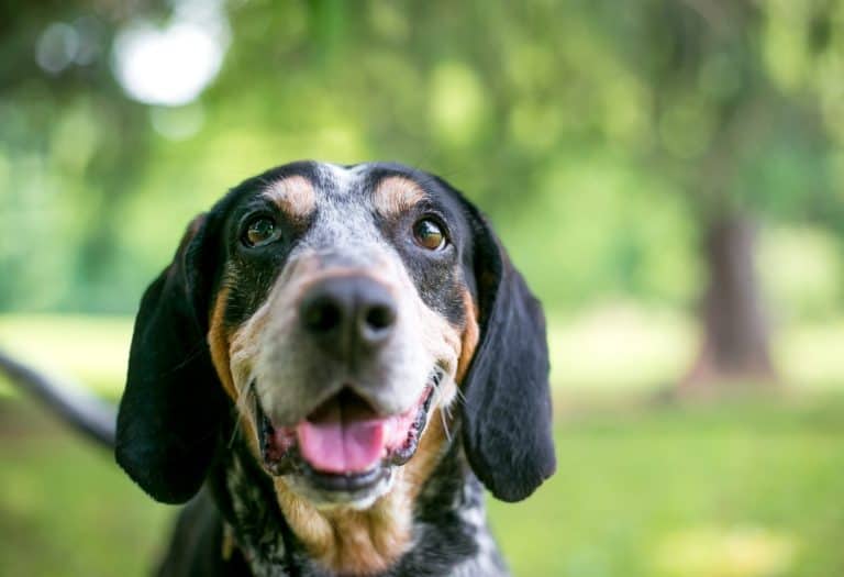 Bluetick Coonhound