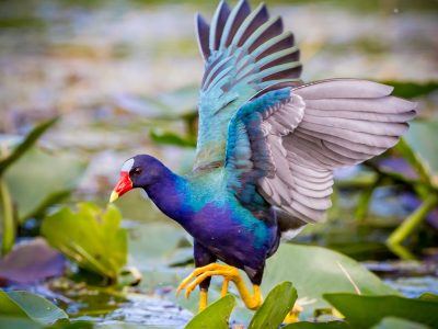 A Purple Gallinule