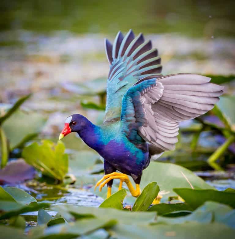 Purple Gallinule