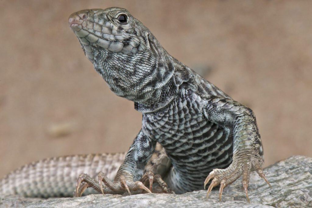 Western whiptail lizard / Aspidoscelis tigris tigris